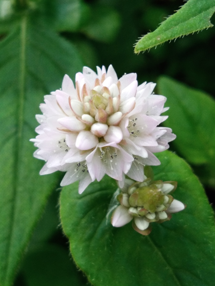 云南省临沧市凤庆县野外拍摄野花