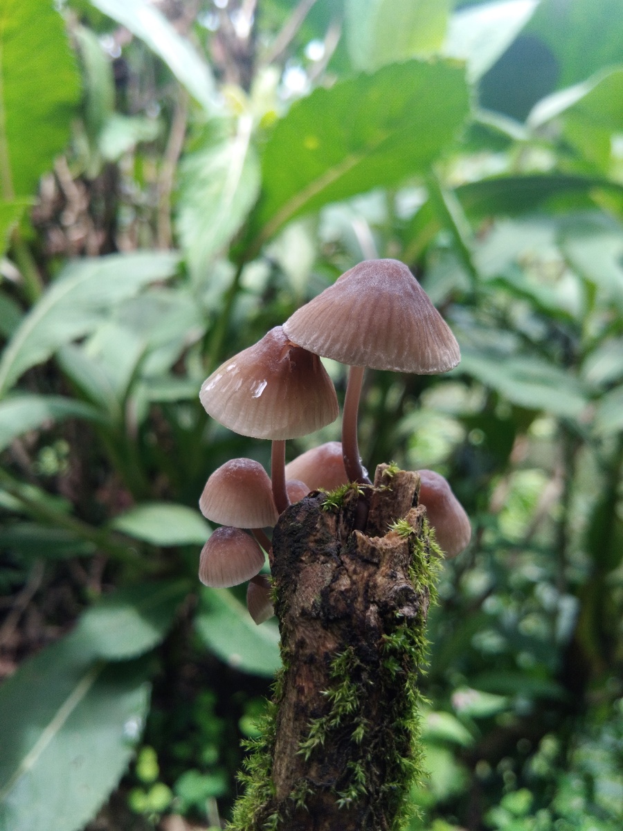 云南省临沧市凤庆县野外拍摄野生蘑菇