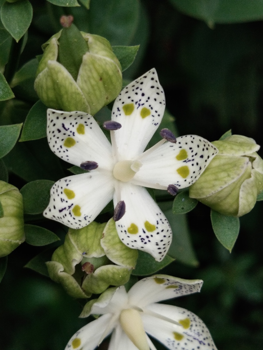 家乡云南省临沧市凤庆县野花