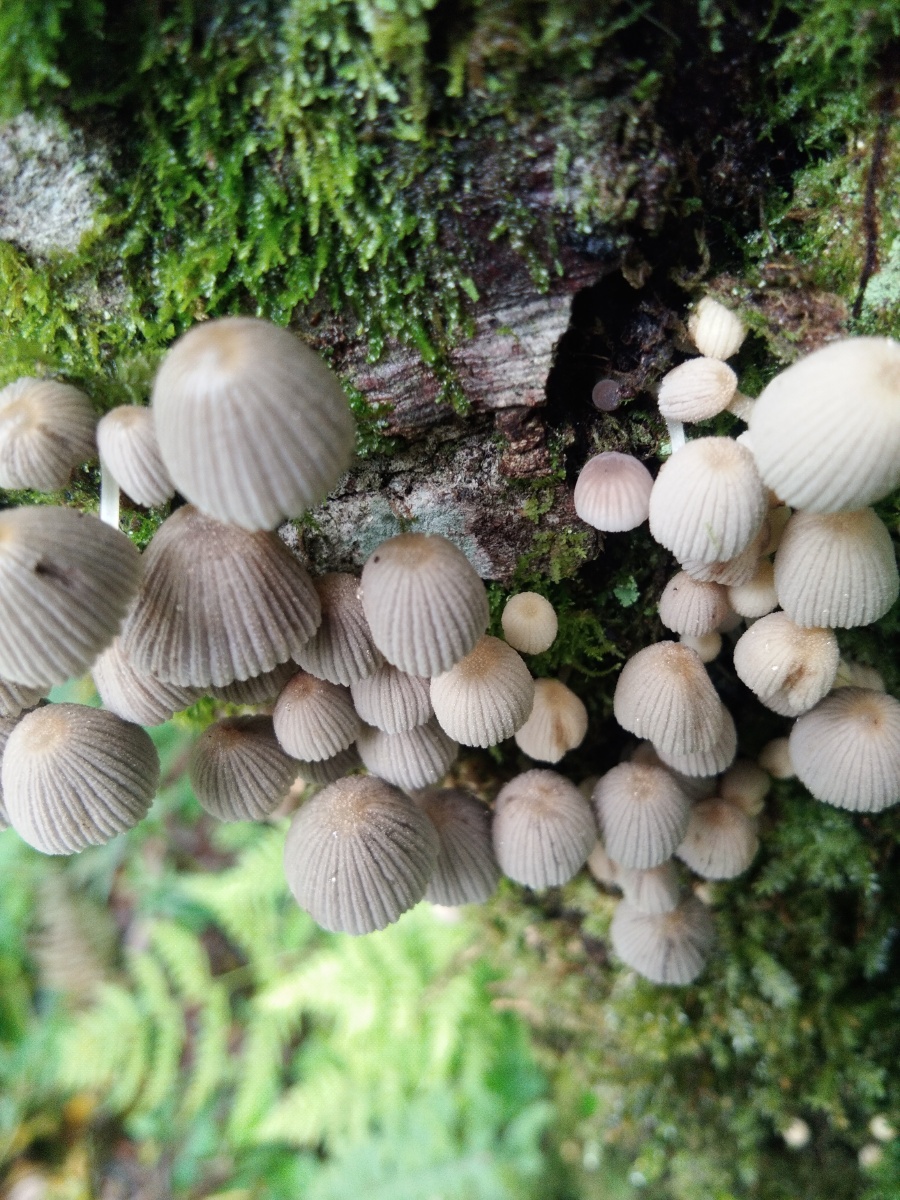 云南省临沧市凤庆县野外拍摄野生蘑菇