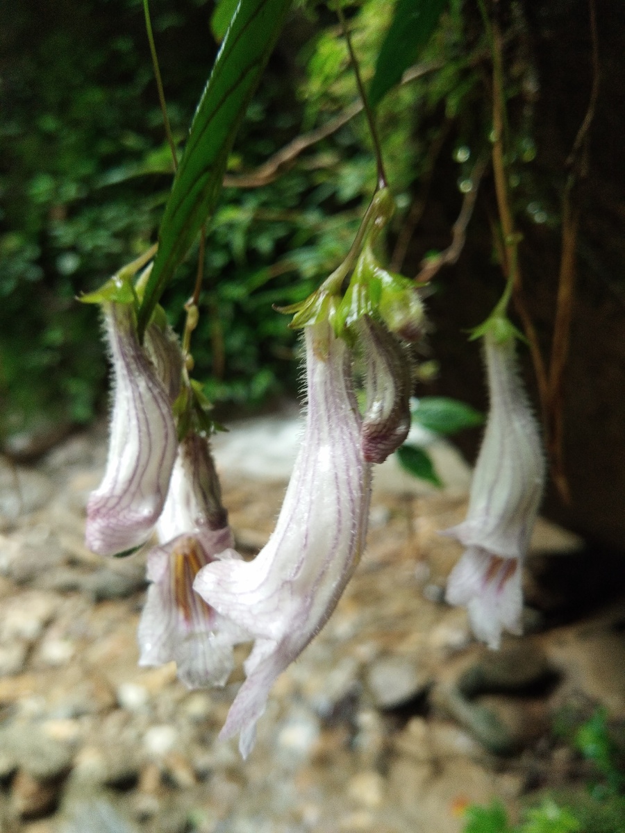 云南省临沧市凤庆县野外拍摄野花