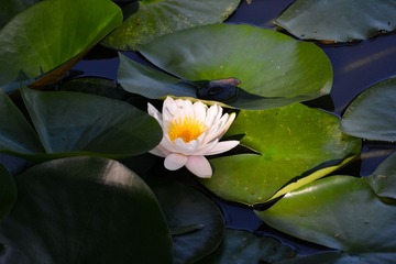 DSC_6078-1