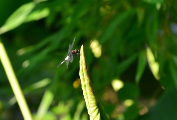 DSC_6125-1
