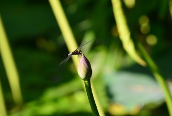 DSC_6128-1
