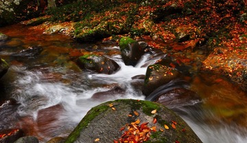 DSC_0375-1.jpg