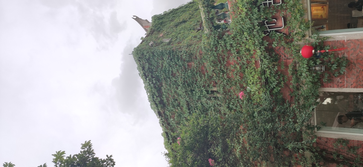 爬满植物的房子