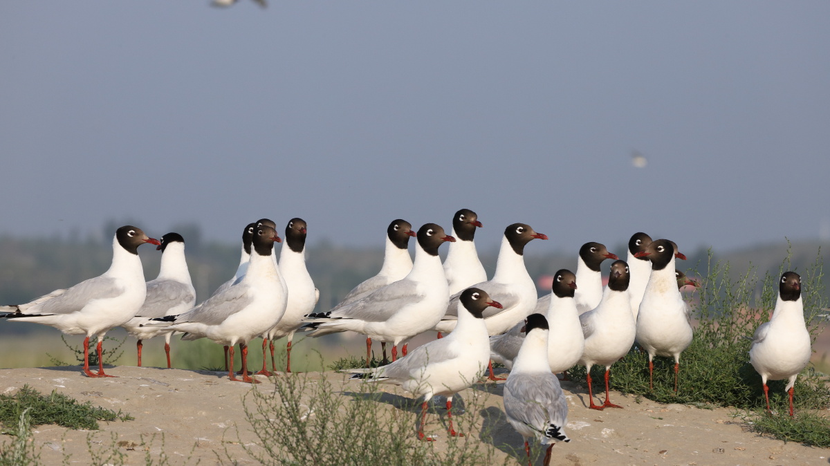 河北省康保县康巴诺尔湖遗鸥