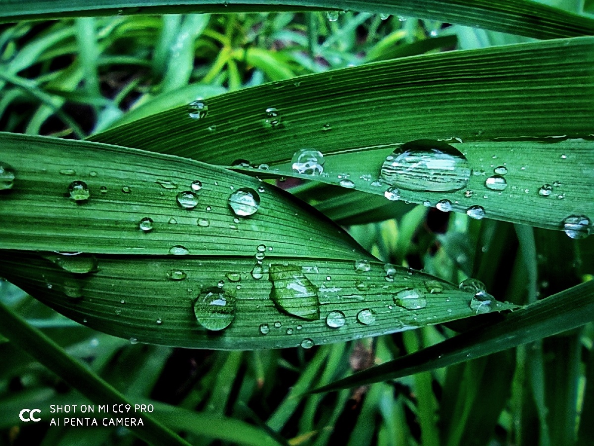 雨露滋润万物壮