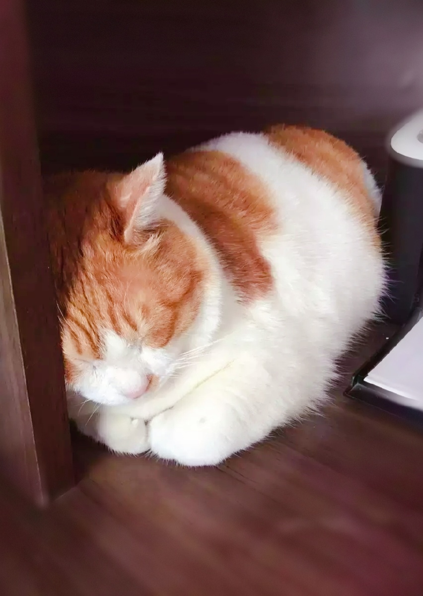 撑不住了小睡一会!