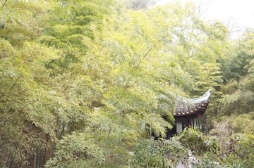 张枫林构图22