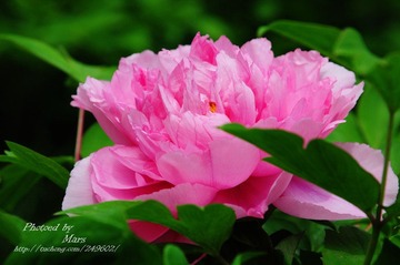 DSC_8348.jpg