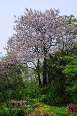 DSC_8915.jpg