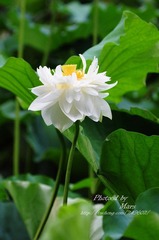 DSC_1148.JPG