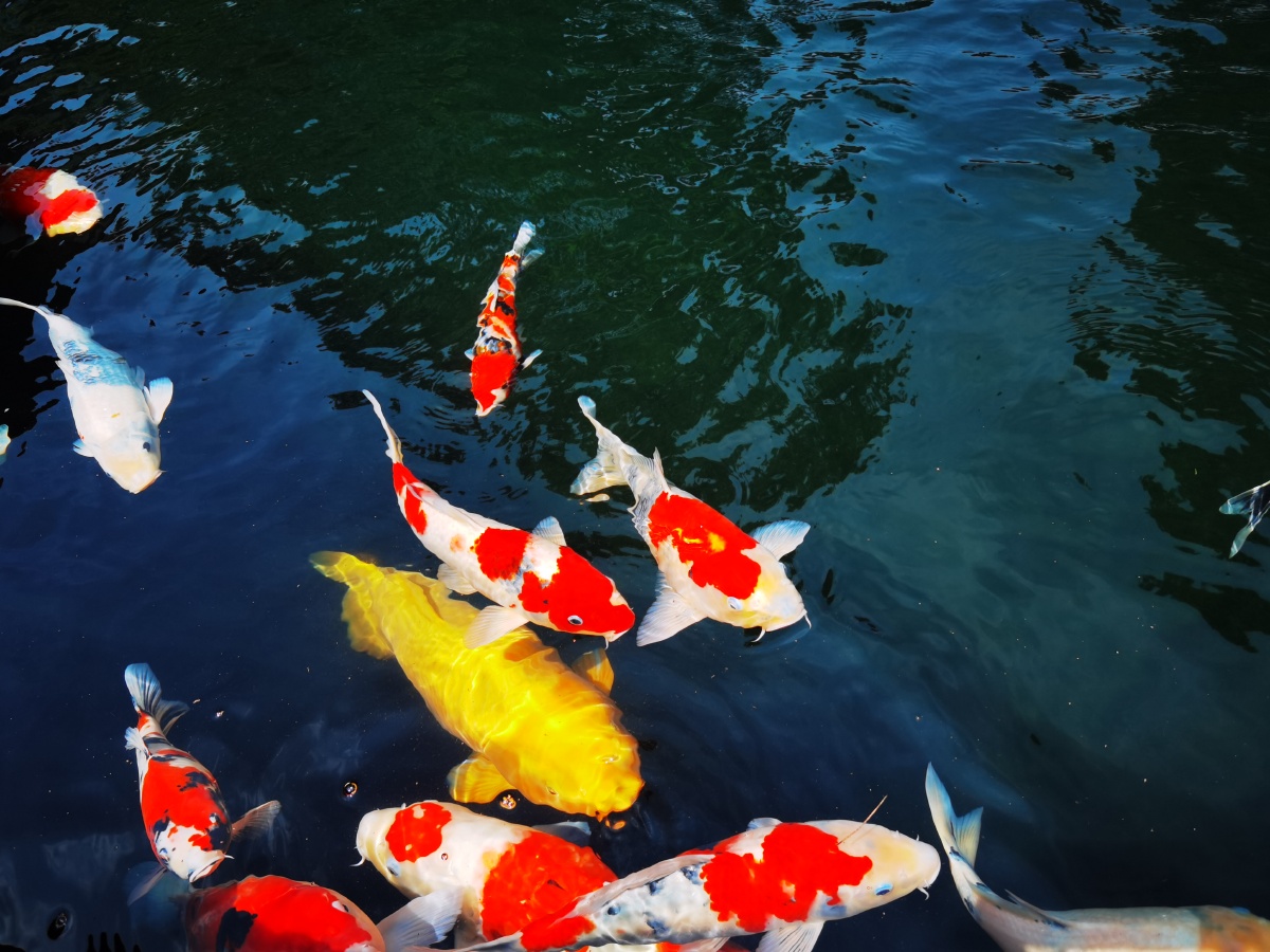 荷塘阅色欢乐锦鲤夏日农庄