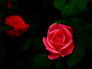 1521A6D9-6341-409A-B3F4-E6F9CE5F7687/L0/001