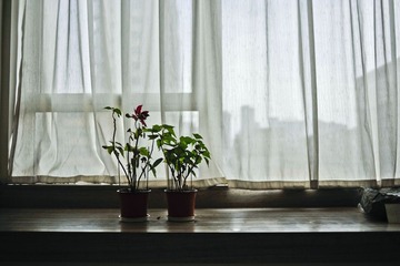 _YAO2952