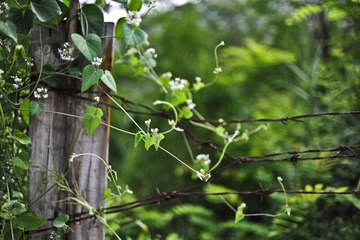 _YAO4212