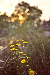 _YAO4656