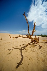 _YAO8339.jpg
