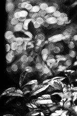 _DSC8105