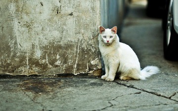 猫的 角落。。。