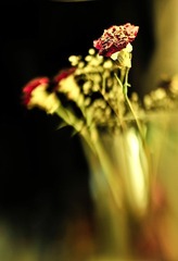 _DSC6178