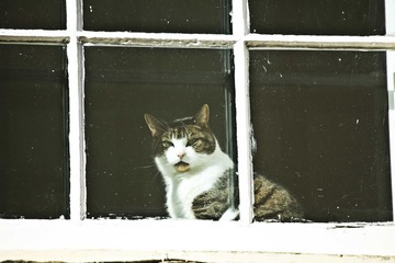 邻家 小猫