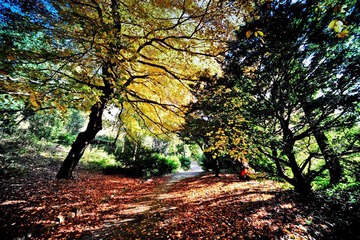 Jesmond Dene