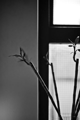 YAO_7592-1
