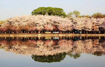 YAO_0313