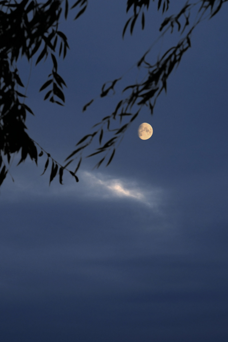 月上柳梢头人约黄昏后