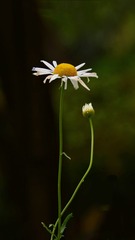 705344