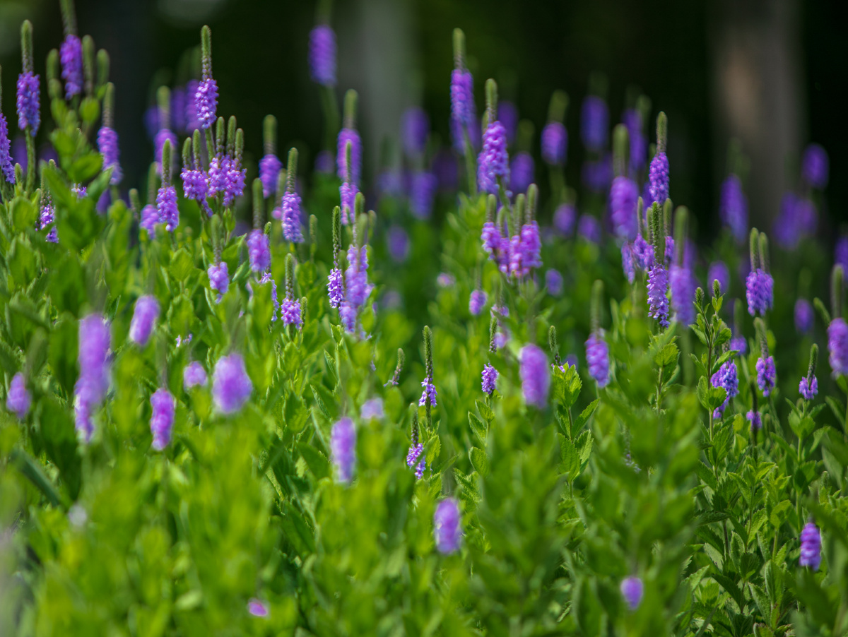 假马鞭有着长长的花序,就像一根鞭子一样延伸出来,它还有着一个别名
