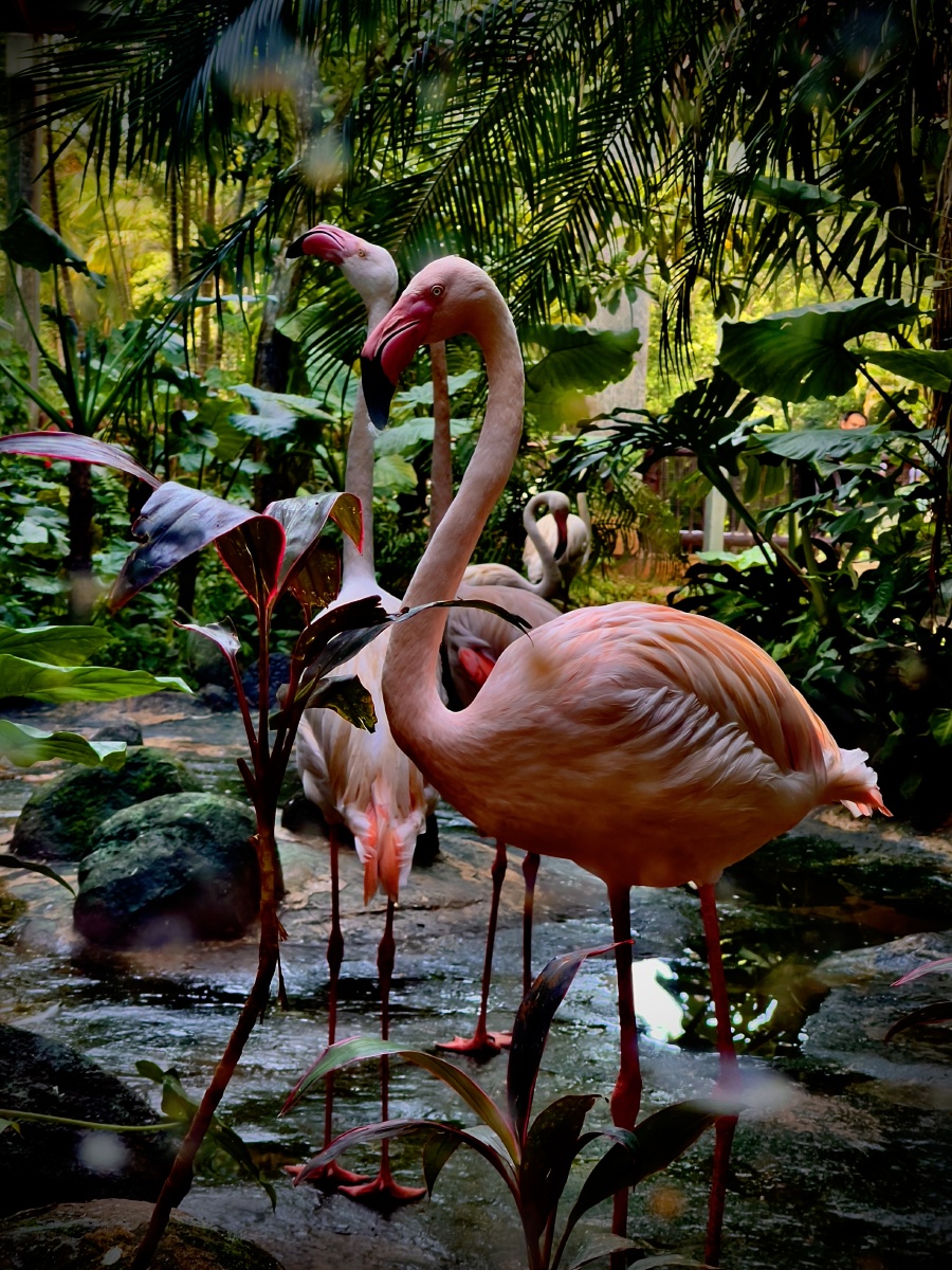 起舞之火烈鸟海南热带野生动植物园偶摄 - 观景大咖 - 图虫