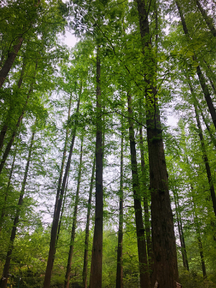 参天大树茁壮成长