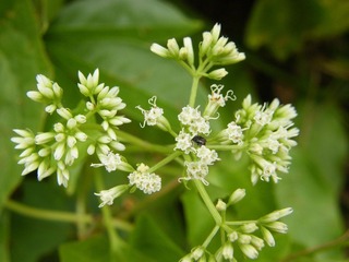 甲虫
