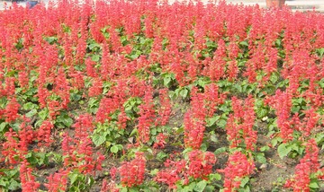 红花