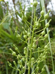 菜花