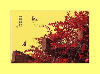 蝴蝶两双