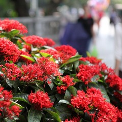 红花