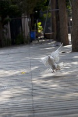 白鸽起舞 (4)