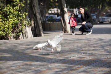 人与鸽 (1)