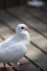 小白鸽