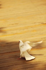  白鸽起舞（7）