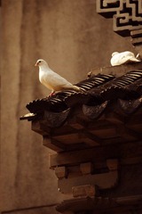  墙头小鸽