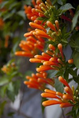 小花