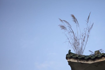 墙头草