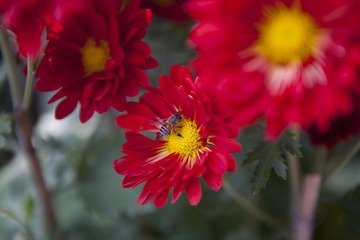 菊花