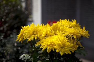 菊花