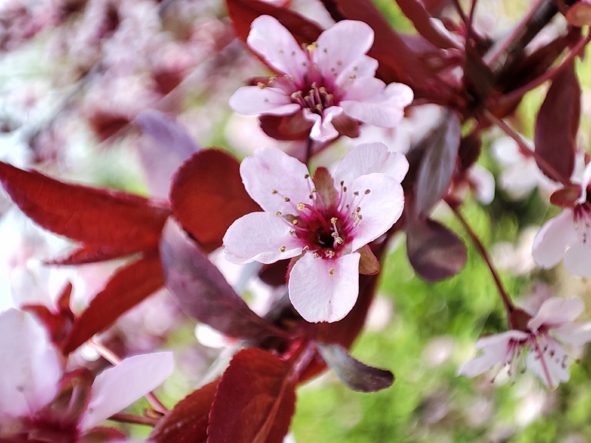 紫叶李子 - 田野99 - 图虫